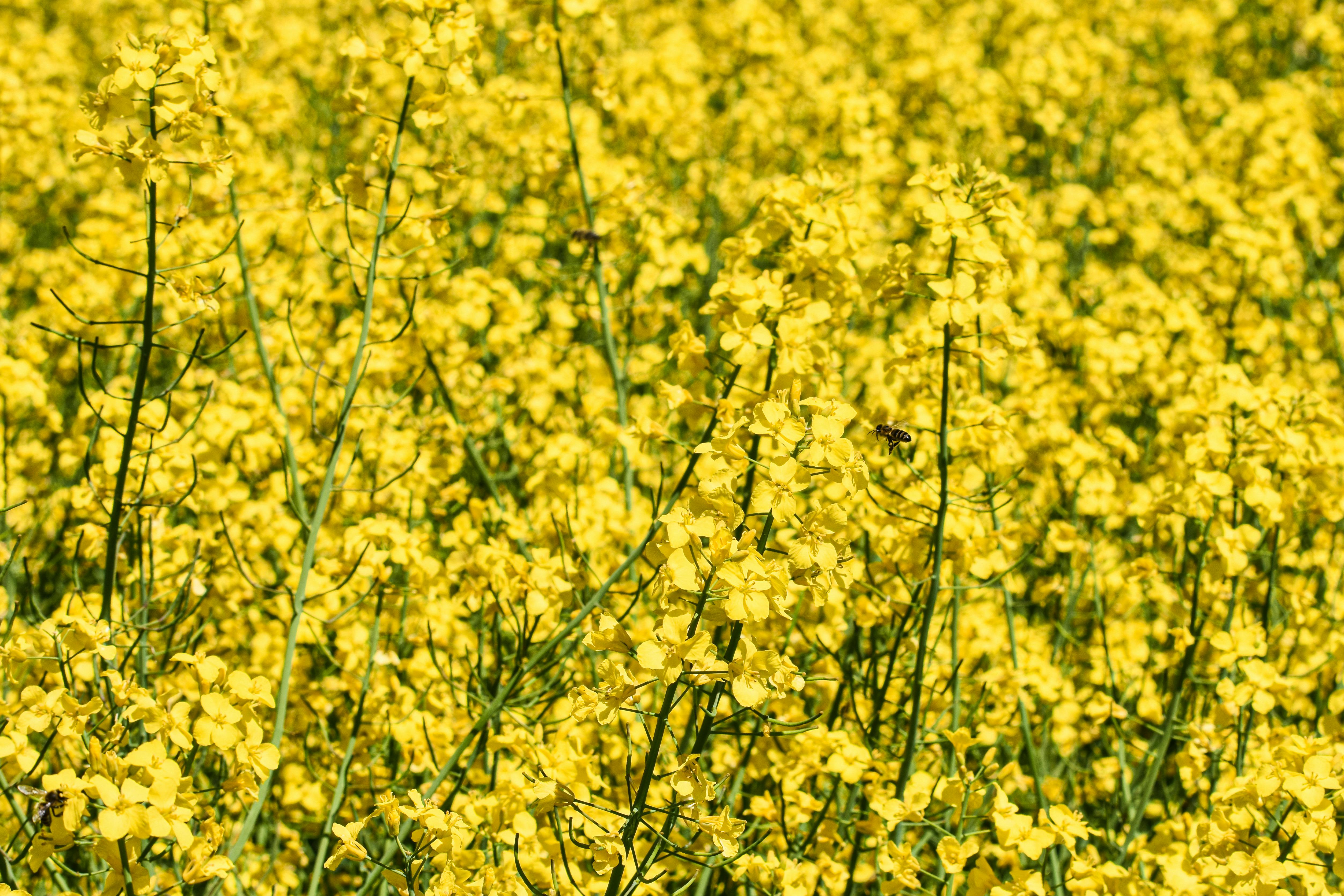 A Canola története