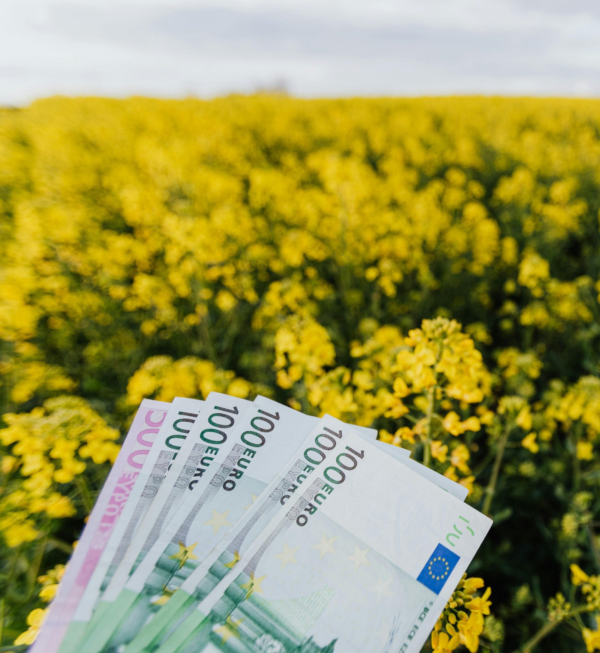 Canola mező - euro