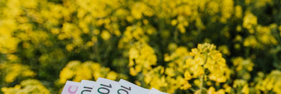 Canola mező - euro